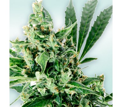 ATLANT CBD