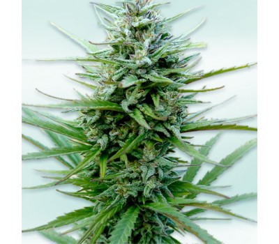 AUTO VIP CBD