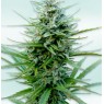 AUTO VIP CBD