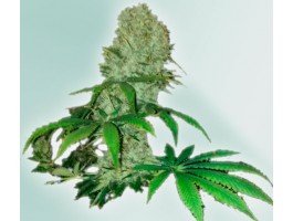 CURE CBD
