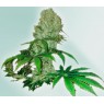 CURE CBD