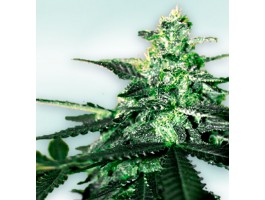 VIP CBD