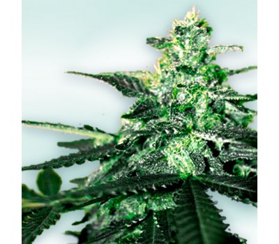 VIP CBD
