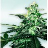 VIP CBD
