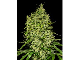 AUTO AFGHANI