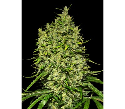 AUTO AFGHANI