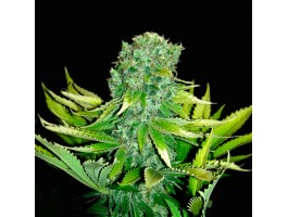 AUTO LOVE PEACE   (was AUTO CHEESE)
