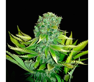AUTO LOVE PEACE   (was AUTO CHEESE)
