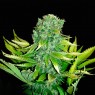 AUTO LOVE PEACE   (was AUTO CHEESE)