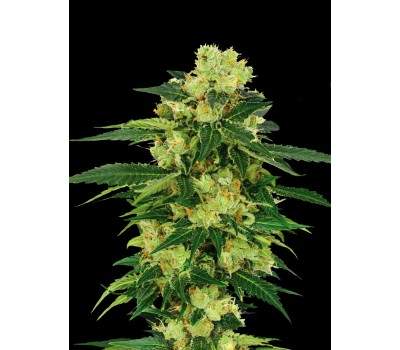  AUTO TORPEDO