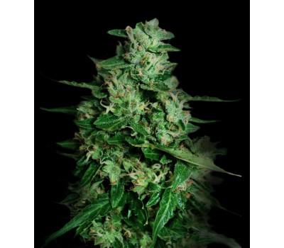 NORTHERN DELIGHTS Auto