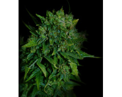 VIP AUTO 