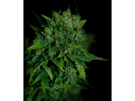VIP AUTO 