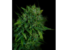 VIP AUTO 