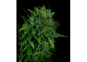 VIP AUTO 