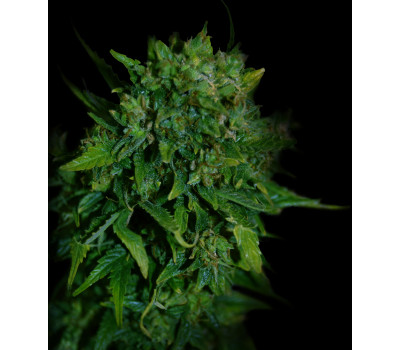 VIP AUTO 