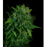 VIP AUTO 