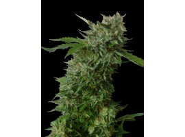 AMNESIA VIP