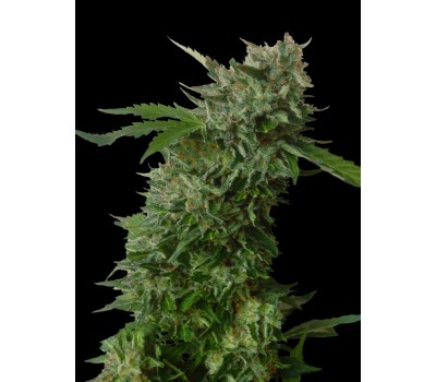 AMNESIA VIP