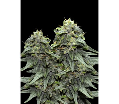 BL4QKFY4H WEED