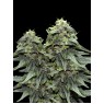 BL4QKFY4H WEED