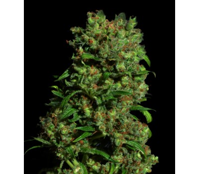 CRITICAL VIP