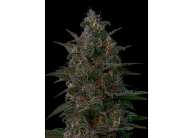 INDIAN KUSH