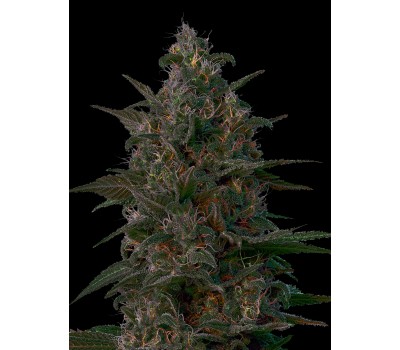 INDIAN KUSH