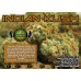 INDIAN KUSH