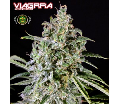VIAGRRA