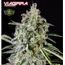 VIAGRRA