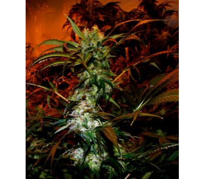 VIP HAZE