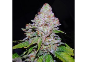 WHITE BERRY