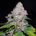 WHITE BERRY