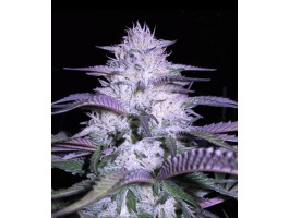 CURRANT KUSH