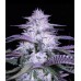CURRANT KUSH