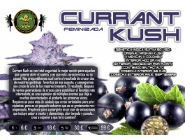 CURRANT KUSH