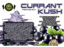 CURRANT KUSH