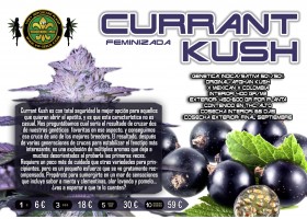 CURRANT KUSH