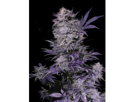 CURRANT KUSH