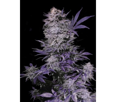 CURRANT KUSH