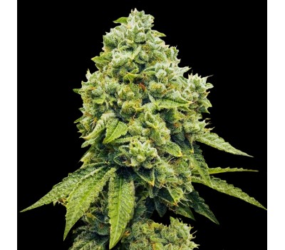 GORILLA GLUE
